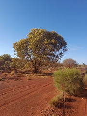 Acacia aneura