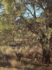 Acacia aneura