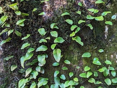 Microgramma piloselloides