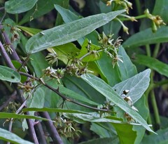 Byttneria filipes