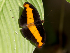 Catonephele nyctimus