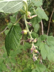 Ribes