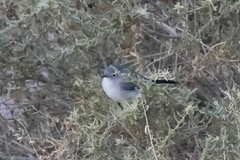 Polioptila