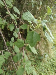 Ribes