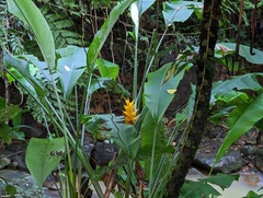 Heliconia caribaea