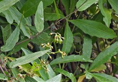 Byttneria filipes