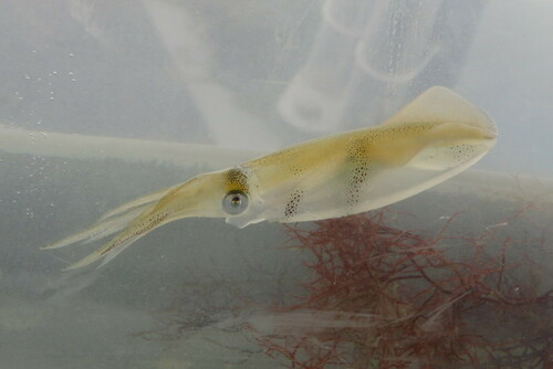 Atlantic brief squid