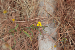 Helianthus porteri