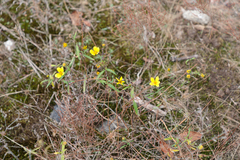 Helianthus porteri