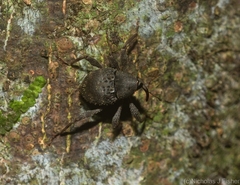 Onidistus araneus