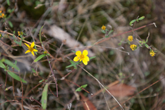 Helianthus porteri