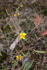 Helianthus porteri