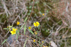 Helianthus porteri