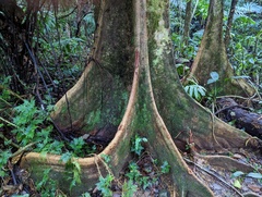 Pterocarpus officinalis