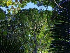 Pterocarpus officinalis