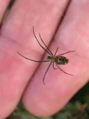 Leucauge argyrobapta