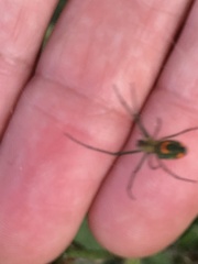 Leucauge argyrobapta