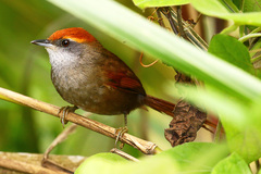 Synallaxis ruficapilla