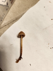 Psilocybe pelliculosa