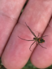 Leucauge argyrobapta