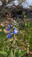 Salvia pallida