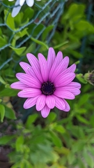 Dimorphotheca fruticosa