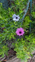 Dimorphotheca fruticosa