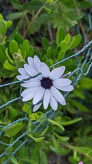 Dimorphotheca fruticosa