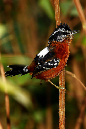 Ferruginous Antbird