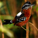 Ferruginous Antbird - Photo (c) Antonio Amaral, some rights reserved (CC BY-NC), uploaded by Antonio Amaral