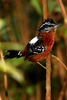 Ferruginous Antbird - Photo (c) Antonio Amaral, some rights reserved (CC BY-NC), uploaded by Antonio Amaral