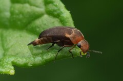 Tolidopalpus nitidocoma