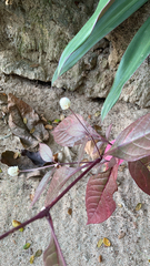 Alternanthera brasiliana