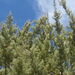 Arizona Cypress - Photo (c) Dan Beckman, some rights reserved (CC BY-NC), uploaded by Dan Beckman