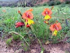 Gladiolus speciosus