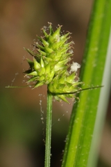 Carex cephalophora