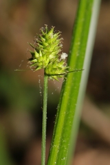 Carex cephalophora
