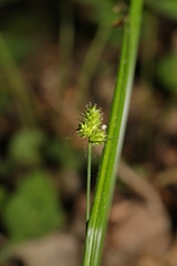 Carex cephalophora