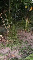 Dracaena reflexa