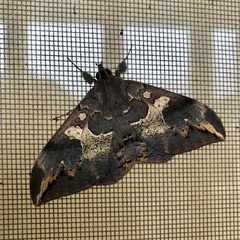 Ischyja ferrifracta