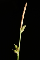 Carex communis