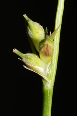 Carex communis