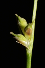 Carex communis