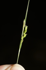 Carex laxiculmis copulata