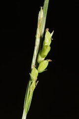 Carex laxiculmis copulata