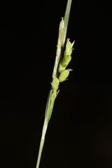 Carex laxiculmis copulata
