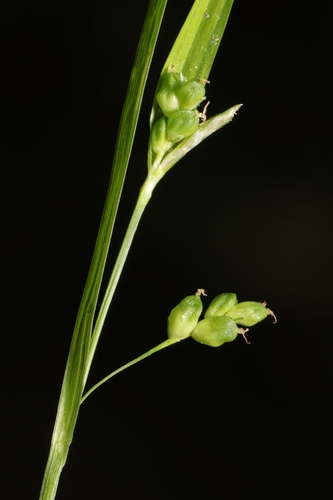 Cumberland sedge (Carex cumberlandensis)