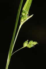Carex cumberlandensis