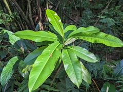 Sapium laurocerasus