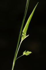 Carex cumberlandensis